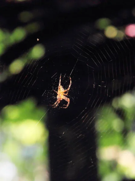 Toile Tissée Par Araignée Macro Chasse Aux Insectes Pour Proie — Photo