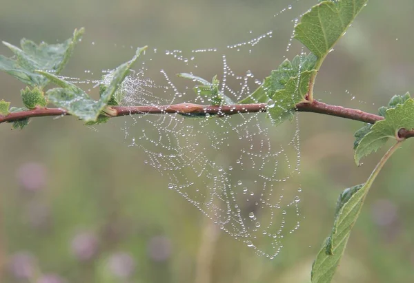 清晨用露珠在植物上进行网络宏观摄影 — 图库照片