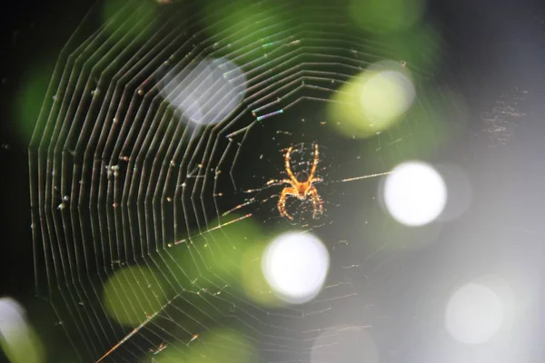 Teia Tecida Por Aranha Macro Insetos Caçam Por Presas — Fotografia de Stock