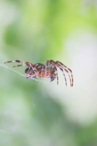 Het Web Geweven Door Spin Macro Insectenjacht Prooi — Stockfoto