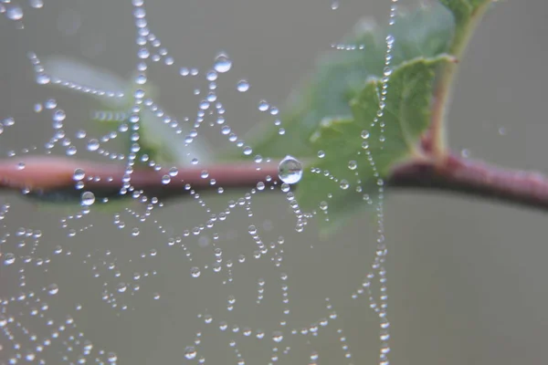 清晨用露珠在植物上进行网络宏观摄影 — 图库照片
