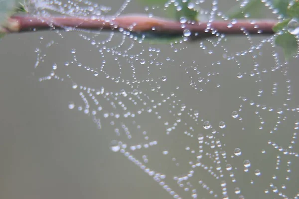 清晨用露珠在植物上进行网络宏观摄影 — 图库照片