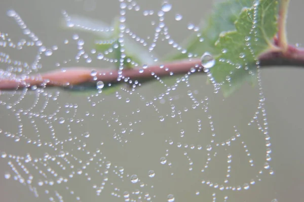 Web Macro Photography Plant Early Morning Dew Drops — Stock Photo, Image