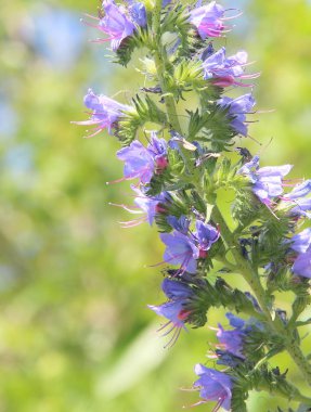 Çiçek açan bir bitki çürüğü, yeşil bulanık bir arka planda mavi çiçekler.