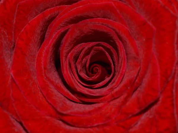 Texture Red Rose Bud Close Shot — 스톡 사진