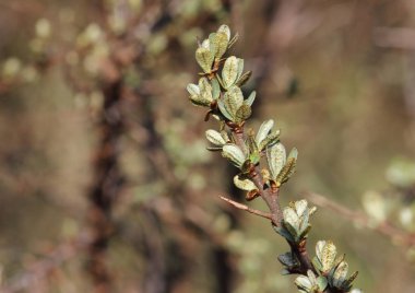 Çiçek açan deniz dikenli su dikenli yapraklarıyla genç bir dal.