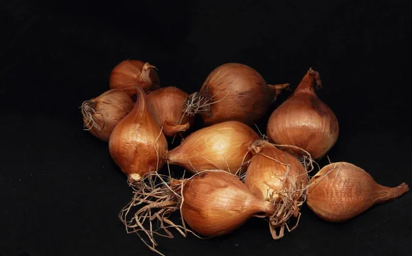 Siyah Arkaplana Saçılmış Crocus Ampulleri Ekiyorum — Stok fotoğraf