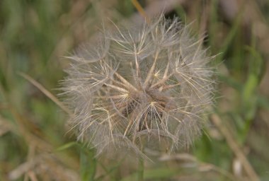 Bulanık arkaplanda tohumları olan bir karahindiba çiçeğinin makro fotoğrafı