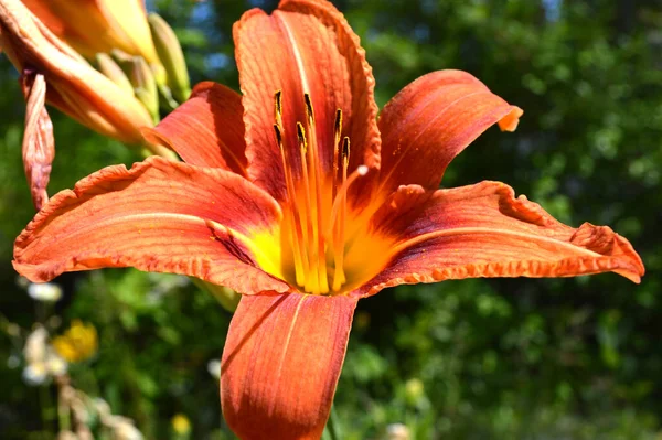 Tiger Lily Flor Close Livre — Fotografia de Stock