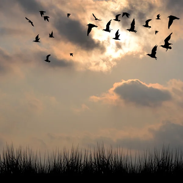 Landschaft mit Silhouetten von Gras und Vögeln — Stockfoto