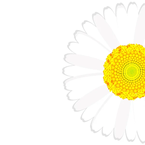 Fond de fleur marguerite — Image vectorielle