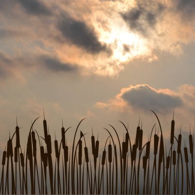 Bulrush siluet bulutlu gökyüzü karşı