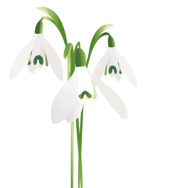 Drie snowdrop bloemen geïsoleerd op witte achtergrond — Stockvector