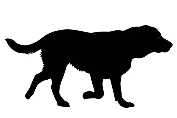 Golden cane retriever — Vettoriale Stock