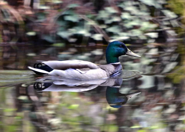 Male wild duck — Stock Photo, Image