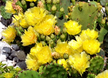 Yellow blossoms of Prickly Pear cactus  clipart