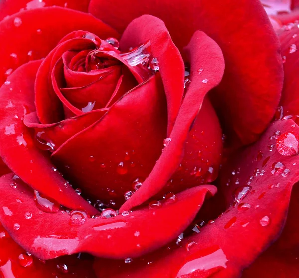 Czerwona róża z kropli wody na płatki z bliska — Zdjęcie stockowe