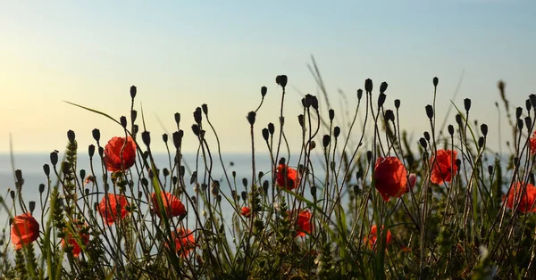 Červené máky na břehu moře — Stock fotografie