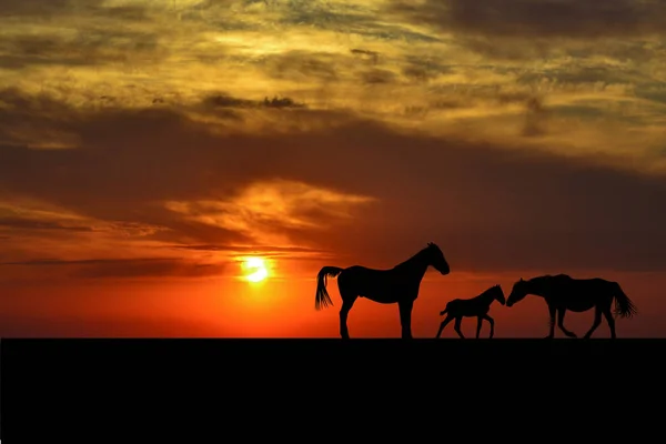 夕暮れ時の馬の家族のシルエット — ストック写真