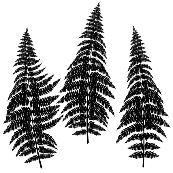 Fern silhouettes on white background — Stock Vector