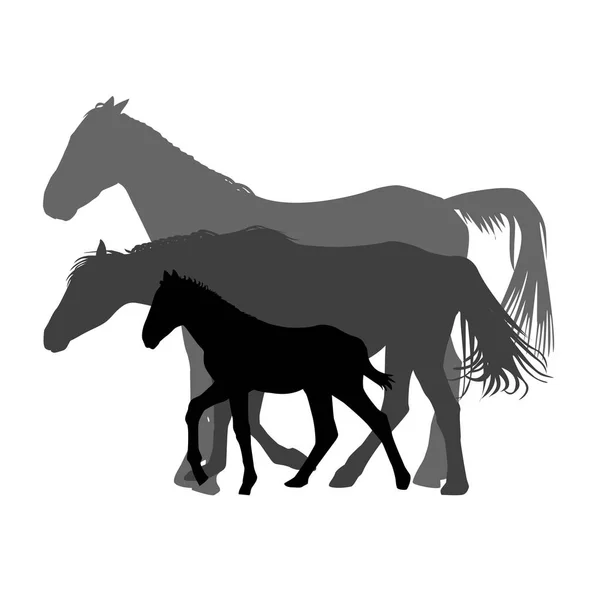 Sziluettek lovak család elszigetelt fehér background — Stock Vector