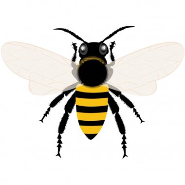 Bal arı resimde beyaz arka plan üzerinde