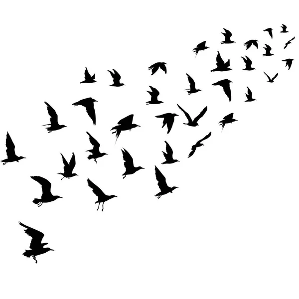 Siluetas de aves voladoras — Vector de stock