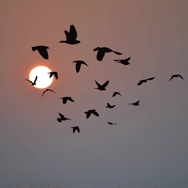 Rebanho de aves voando ao nascer do sol — Fotografia de Stock