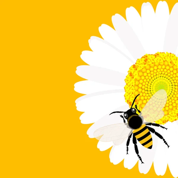 Daisy flor con fondo de abeja — Archivo Imágenes Vectoriales