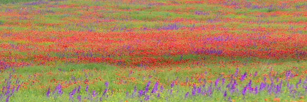 Поле фиолетовой лаванды и красные цветы мака — стоковое фото