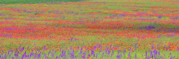 Campo de papoula vermelha e flores de lavanda violeta — Fotografia de Stock