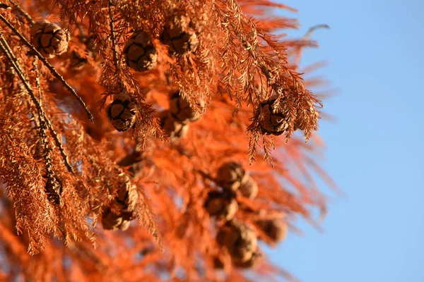 Kırmızı sonbahar yapraklı Kel Kel Spres Konileri — Stok fotoğraf