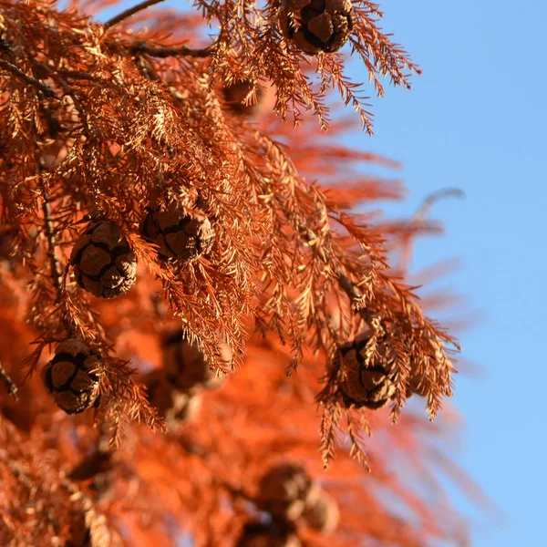 Red cypress cones on blue sky background — Stock Photo, Image