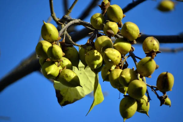 Frutos verdes da árvore paulownia tomentosa — Fotografia de Stock