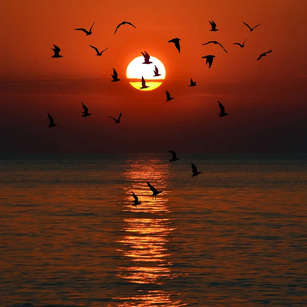 Червоний Захід Сонця Силуети Чайок Літають — стокове фото