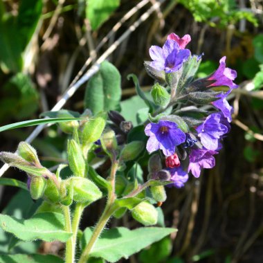Pulmonaria officinalis (Mary 'nin gözyaşları ya da Meryem Ana' nın sütü olarak da bilinir) bahçede bulunur.