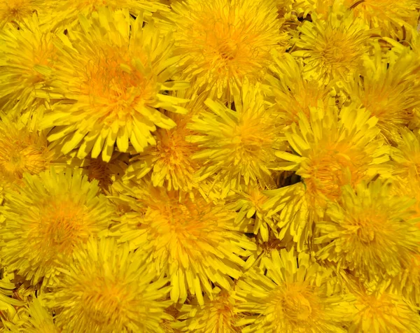 Blüten Von Taraxacum Officinale Hintergrund — Stockfoto