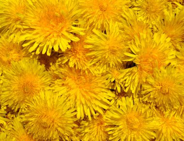 Taraxacum 'un çiçek açan resmi geçmişi