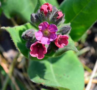 Pulmonaria officinalis bir bahçede. Bilinen adıyla Mary 'nin gözyaşları ya da Meryem Ana' nın süt damlaları.