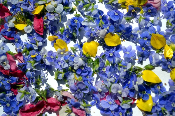 Germander Speedwell Auch Bekannt Als Veronica Chamaedrys Oder Vogelauge Speedwell — Stockfoto