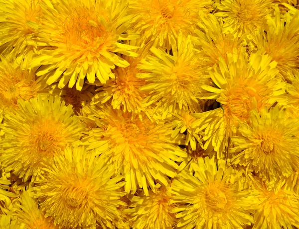 Blüten Von Taraxacum Officinale Hintergrund — Stockfoto