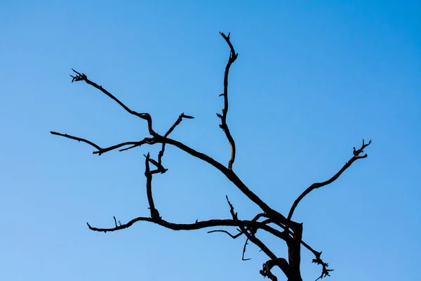 Arbre sans feuilles contre un ciel bleu — Photo