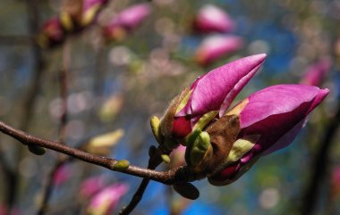 Yakında çiçek açacak