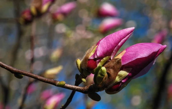 Yakında çiçek açacak