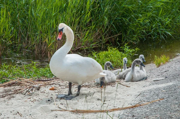 Yetişkin kuğu ve karaya hatunlar