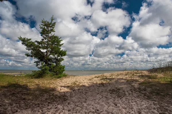 Yaz aylarında Curonian Spit üzerinde