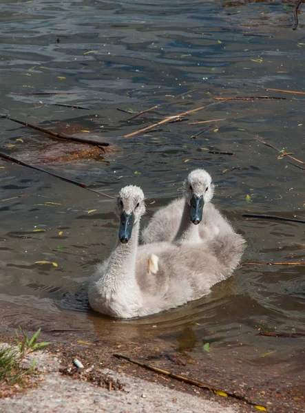İki küçük temizleme bezi