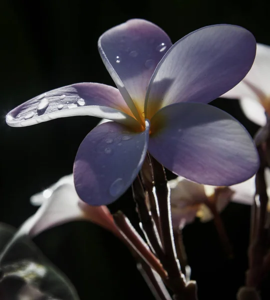 Plumeria kukka sadepisaroilla — kuvapankkivalokuva