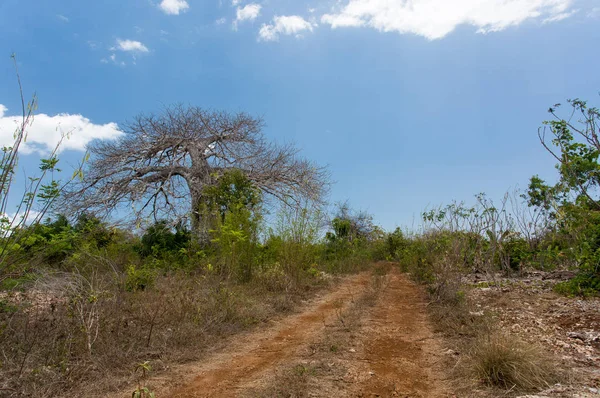 Road.Tree.Zanzibar.