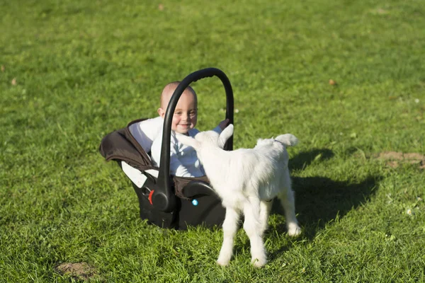 Baby in the carseat and little goat on grass — Stock Photo, Image